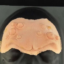 MostlyDead.com Imperfect, Scratch And Dent, Second Quality Imperfect Horned Brow Forhead Prosthetic