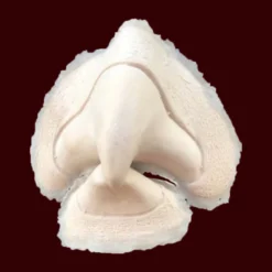 Bird Beak By Infected FX Noses