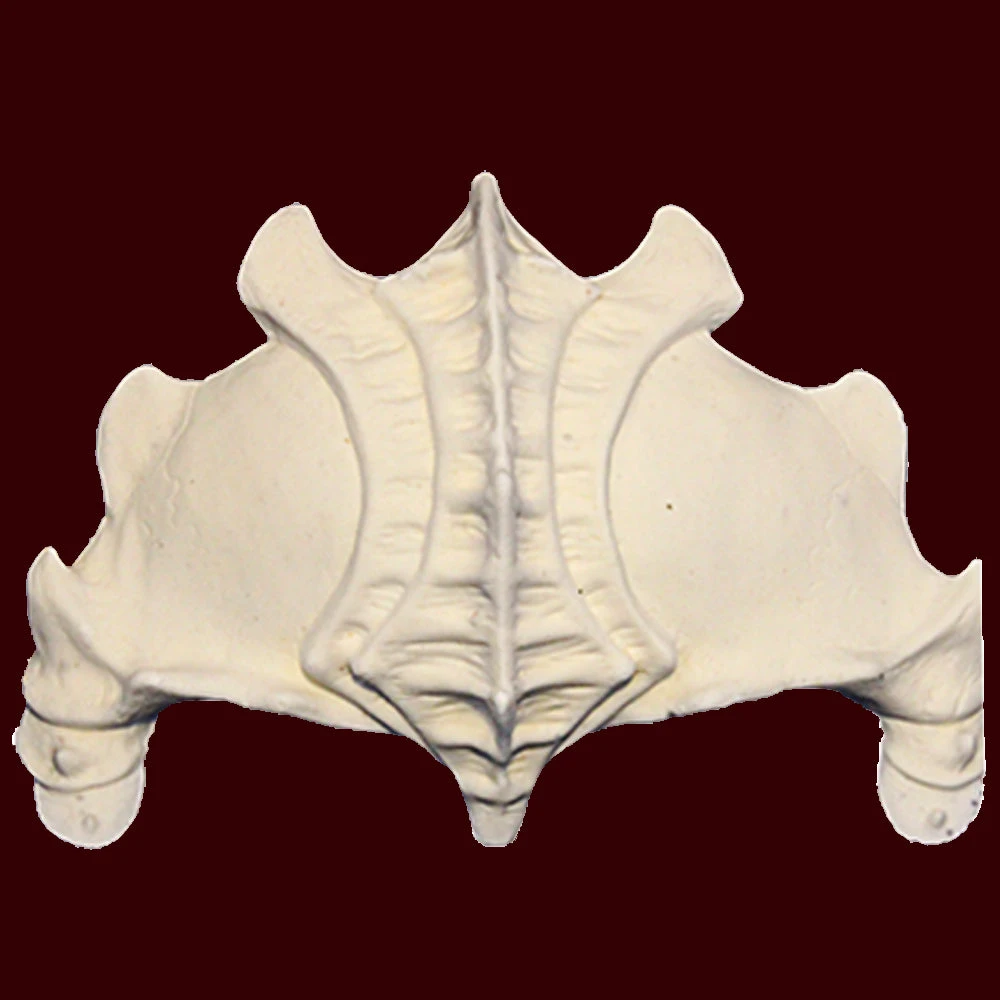 The Monkey Rodeo Brynja Demon 5 The Monkey Rodeo Brynja Demon