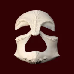 The Monkey Rodeo Coshamis Demon - 2019