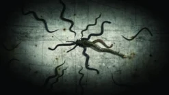 Atmos FX Digital FX DVD: Creepy Crawlies 2 Props And Decorations