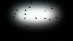 Atmos FX Digital FX DVD: Creepy Crawlies 2 Props And Decorations