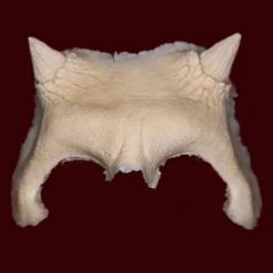 Devil Brow By Infected FX Brows And Foreheads