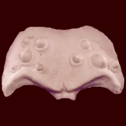 Stage Frights Horned Brow Forhead Prosthetic