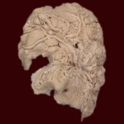 Mutant Z By Infected FX