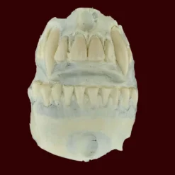 MostlyDead.com Imperfect, Scratch And Dent, Second Quality Imperfect Pierce Vampire Skull Foam Latex Prosthetic