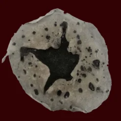 Michael Davy Film & T.V. Makeup Ridin' Shotgun Injury Appliance (Shotgun Blast)