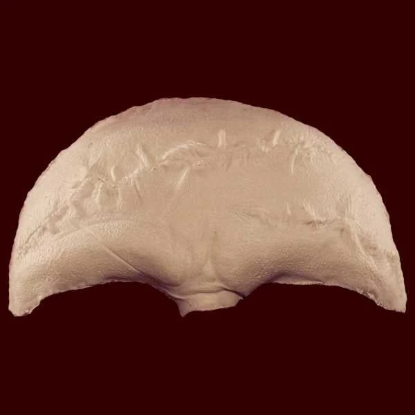 Stage Frights Foam Latex Masks Stitched Forehead Prosthetic 4 Stage Frights Foam Latex Masks Stitched Forehead Prosthetic