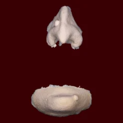 Witch Nose & Chin By Infected FX